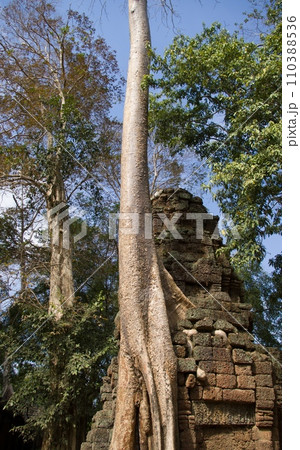 タ・プロム遺跡　遺跡を侵食する樹木 110388536