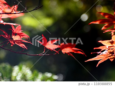 札幌10月秋のイメージ　木漏れ日を浴びた赤く紅葉した一枝 110388855