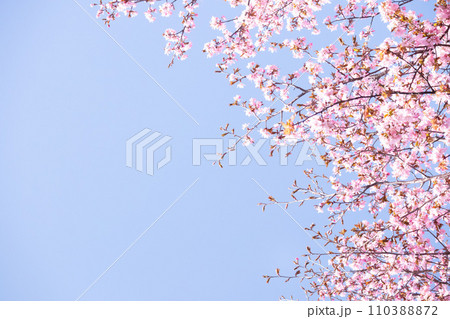 満開の桜と青空 満開の桜と青空 110388872