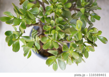 金のなる木 金のなる木 110389401