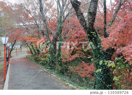 滝宮公園（香川県の滝宮天満宮近く、旧金毘羅街道沿いの綾川河川敷） 110389726