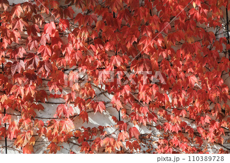 蔦の紅葉（コンクリート壁） 110389728