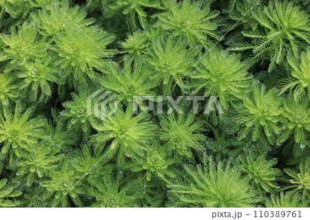 水面を覆いつくすオオフサモ（日本の侵略的外来種ワースト100） 110389761