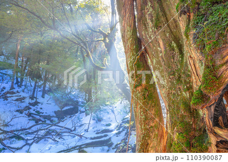 屋久島白谷雲水峡の森(1月)木漏れ日に映える神が宿る屋久杉 110390087