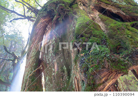 屋久島白谷雲水峡の森(1月)木漏れ日に映える神が宿る屋久杉 110390094