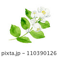 バイカウツギの花の水彩画 110390126
