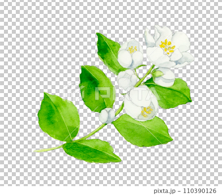 バイカウツギの花の水彩画 110390126