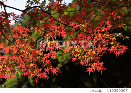 宮崎県国富町法華嶽公園の紅葉の紅葉 110390307