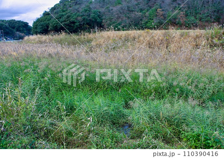 冬　農村の草むら 110390416