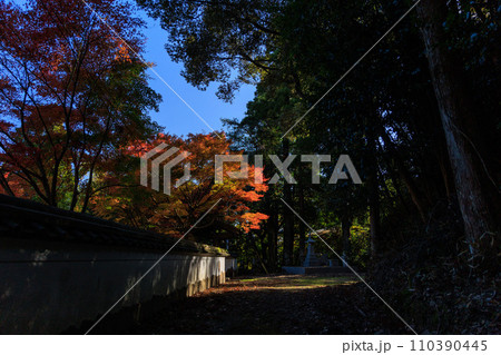 宮崎県国富町法華嶽公園の紅葉の紅葉 110390445