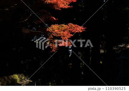 宮崎県国富町法華嶽公園の紅葉の紅葉 110390525