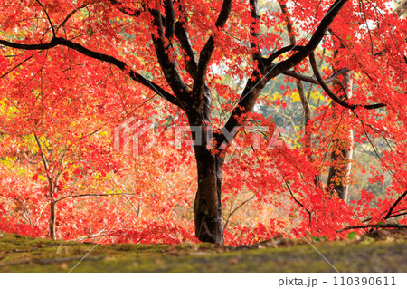 宮崎県国富町法華嶽公園の紅葉の紅葉 宮崎県国富町法華嶽公園の紅葉の紅葉 110390611