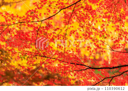 宮崎県国富町法華嶽公園の紅葉の紅葉 宮崎県国富町法華嶽公園の紅葉の紅葉 110390612