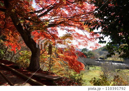 燃えるような東行楓 燃えるような東行楓 110391792