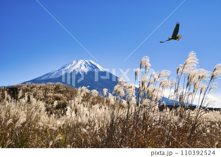 朝霧高原のススキ原と富士山 110392524