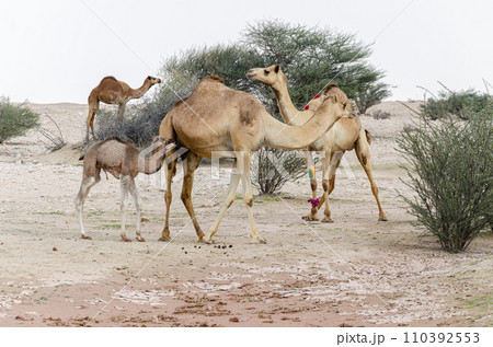 Camels grazing in the desert Camels grazing in the desert 110392553