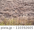 雑草の茎の直線と茶色に枯れた草むらの風景 110392605