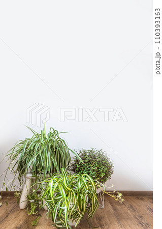 Houseplant domestic jungle garden organization fresh natural plant pots. Copy space. Houseplant domestic jungle garden organization fresh natural plant pots. Copy space. 110393163
