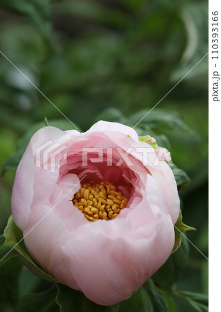 玉芙蓉・牡丹の花 玉芙蓉・牡丹の花 110393166