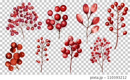 紅堅果的水彩插圖 110393212