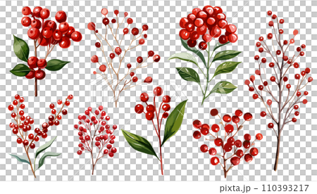 watercolor illustration of red berries 110393217