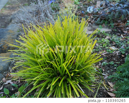 フウチソウ 110393265