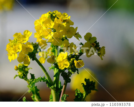 春の菜の花のある風景 110393378