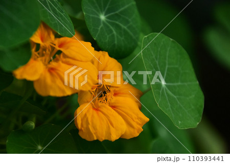 ナスタチウムの花と丸い葉 110393441