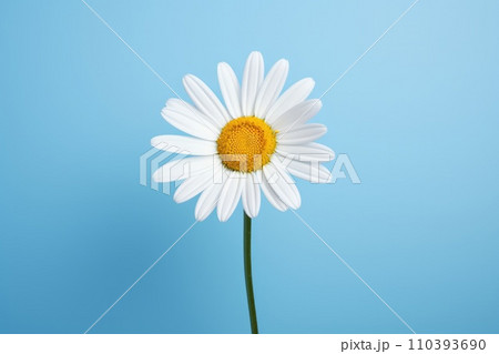 AI-generated content. Blue chamomile background summer blossom daisy nature white plant petal flower yellow beauty spring 110393690