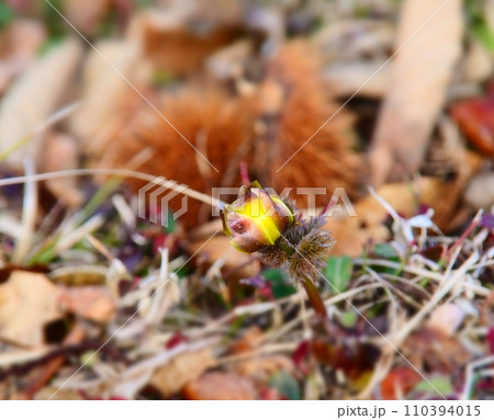 落ちたイガグリと福寿草の蕾 110394015