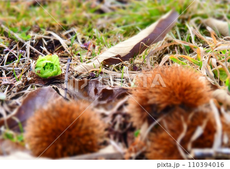 落ちたイガグリと福寿草 落ちたイガグリと福寿草 110394016