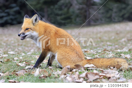 Red fox portrait with green background 110394192