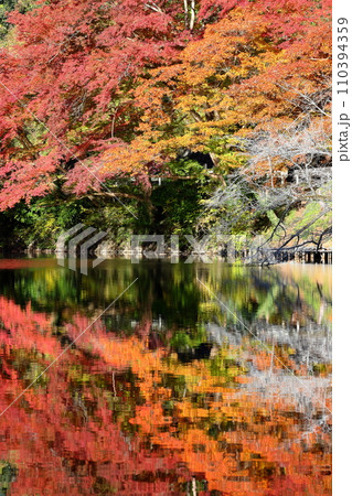 埼玉県入間郡毛呂山町宿谷　紅葉の名所である鎌北湖畔のもみじと湖面の水鏡 110394359