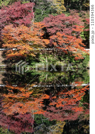埼玉県入間郡毛呂山町宿谷 紅葉の名所である鎌北湖畔のもみじと湖面の水鏡 埼玉県入間郡毛呂山町宿谷 紅葉の名所である鎌北湖畔のもみじと湖面の水鏡 110394366