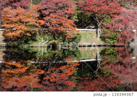 埼玉県入間郡毛呂山町宿谷　紅葉の名所である鎌北湖畔のもみじと湖面の水鏡 110394367