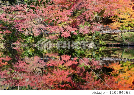 埼玉県入間郡毛呂山町宿谷　紅葉の名所である鎌北湖畔のもみじと湖面の水鏡 110394368