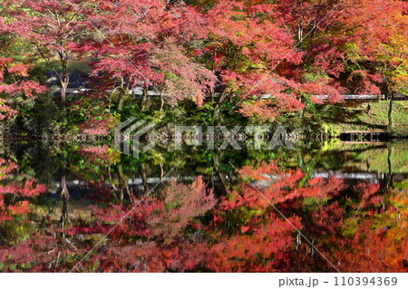 埼玉県入間郡毛呂山町宿谷　紅葉の名所である鎌北湖畔のもみじと湖面の水鏡 110394369