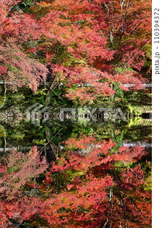 埼玉県入間郡毛呂山町宿谷 紅葉の名所である鎌北湖畔のもみじと湖面の水鏡 埼玉県入間郡毛呂山町宿谷 紅葉の名所である鎌北湖畔のもみじと湖面の水鏡 110394372