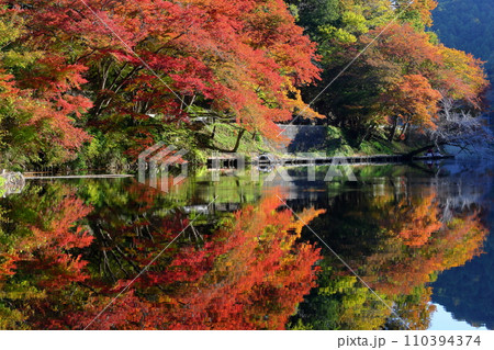 埼玉県入間郡毛呂山町宿谷　紅葉の名所である鎌北湖畔のもみじと湖面の水鏡 110394374