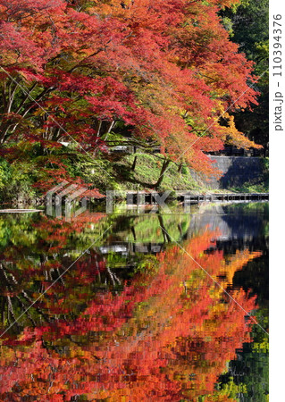 埼玉県入間郡毛呂山町宿谷　紅葉の名所である鎌北湖畔のもみじと湖面の水鏡 110394376