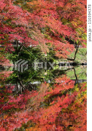 埼玉県入間郡毛呂山町宿谷　紅葉の名所である鎌北湖畔のもみじと湖面の水鏡 110394378