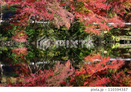 埼玉県入間郡毛呂山町宿谷　紅葉の名所である鎌北湖畔のもみじと湖面の水鏡 110394387