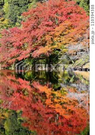 埼玉県入間郡毛呂山町宿谷　紅葉の名所である鎌北湖畔のもみじと湖面の水鏡 110394388