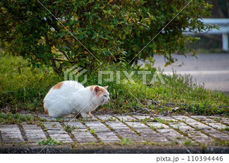 宇佐市（安心院町）　桜の広場 110394446