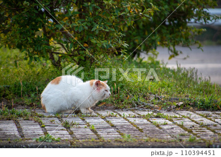 宇佐市（安心院町）　桜の広場 110394451