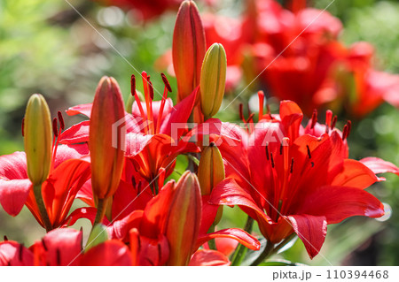 Beautiful red lily in the garden. Gardening concept Beautiful red lily in the garden. Gardening concept 110394468