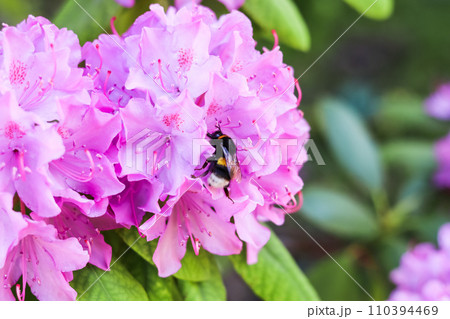 Blooming pink rhododendron flower and bumblebee in the spring garden. Gardening concept. Floral background. Blooming pink rhododendron flower and bumblebee in the spring garden. Gardening concept. Floral background. 110394469