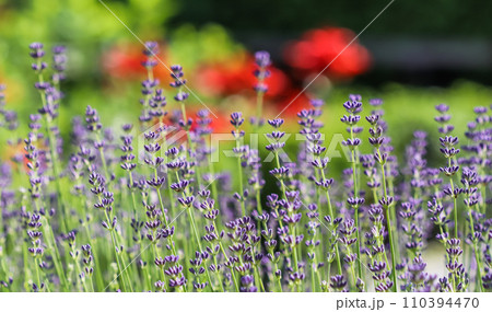 Lavender flowers blooming in the garden with blurred background on a summer day Lavender flowers blooming in the garden with blurred background on a summer day 110394470