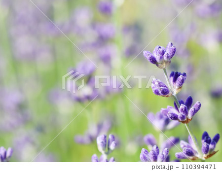Lavender flowers blooming in the garden with blurred background on a summer day Lavender flowers blooming in the garden with blurred background on a summer day 110394471