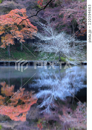 埼玉県入間郡毛呂山町宿谷　紅葉の名所である鎌北湖畔のもみじと白い枝の木と湖面の水鏡 110394663